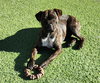 Kinetic Lil Mr Kenzo ~ Petite Boxer Bull ! - Photo 2
