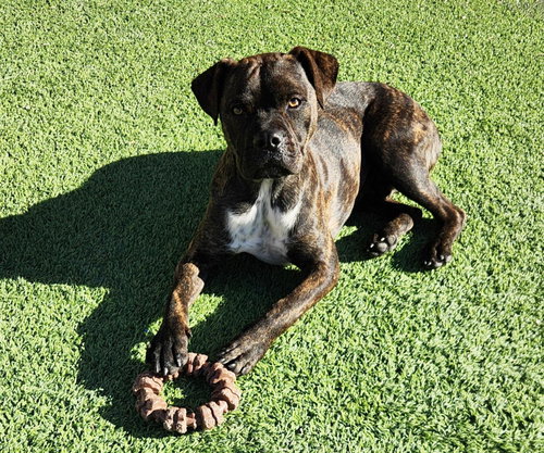 KINETIC LIL MR KENZO ~ PETITE BOXER BULL ! - Boxer / American Staffordshire Terrier available for adoption