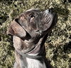 Kinetic Lil Mr Kenzo ~ Petite Boxer Bull ! - Photo 3