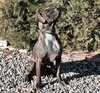 Kinetic Lil Mr Kenzo ~ Petite Boxer Bull ! - Photo 4