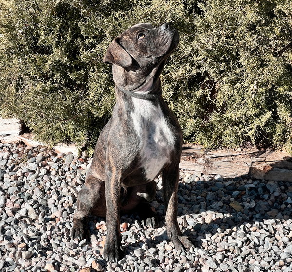 Kinetic Lil Mr Kenzo ~ Petite Boxer Bull !