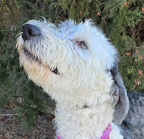picture of the dog needing adoption