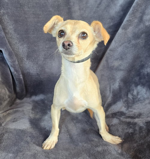 picture of the dog needing adoption