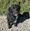 Innocent Lil Mr Inky ~ Soulful Schnerrier - Photo 1
