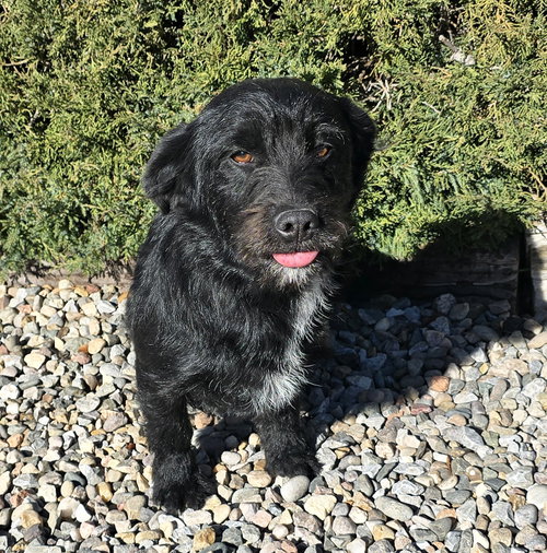 Innocent Lil Mr Inky ~ Soulful Schnerrier, an adoptable Schnauzer in Albuquerque, NM