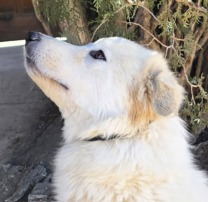 Serene Ms Suzy Q ~ Golden Pyr Perfection !