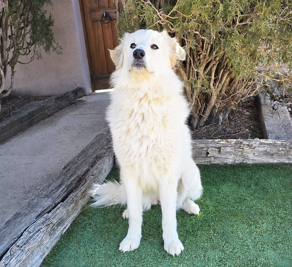 Serene Ms Suzy Q ~ Golden Pyr Perfection !