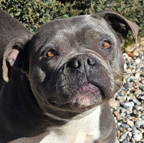 picture of the dog needing adoption