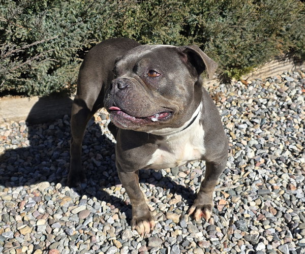 Fabulous Ms Fiore ~ Precious Pocket Bully !