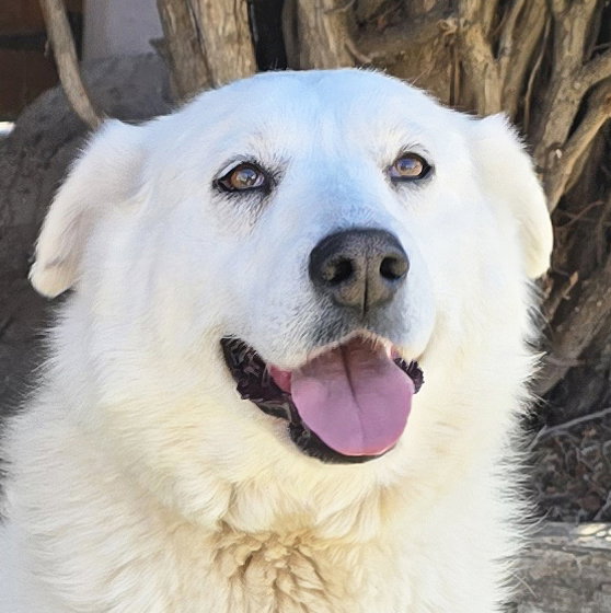 Kindhearted Ms Karema ~ LabraPyr !