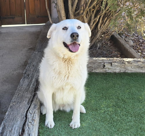 Kindhearted Ms Karema ~ Labrapyr photo 2
