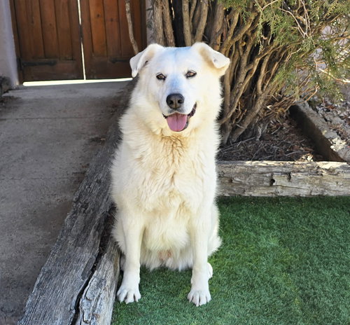 Kindhearted Ms Karema ~ Labrapyr photo 3
