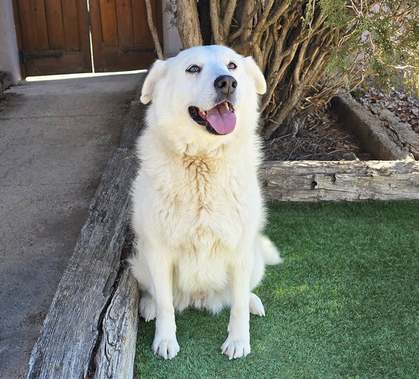 Kindhearted Ms Karema ~ LabraPyr !