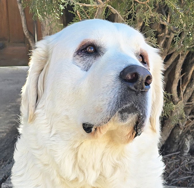 Calm Ms Caramelle ~ Lab Pyr