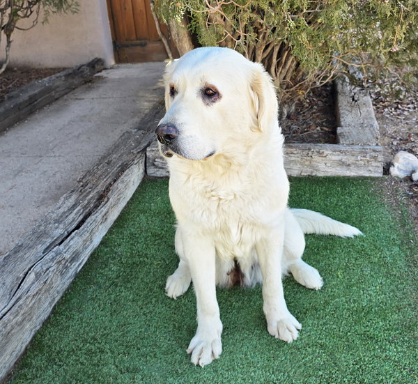 Calm Ms Caramelle ~ Lab Pyr
