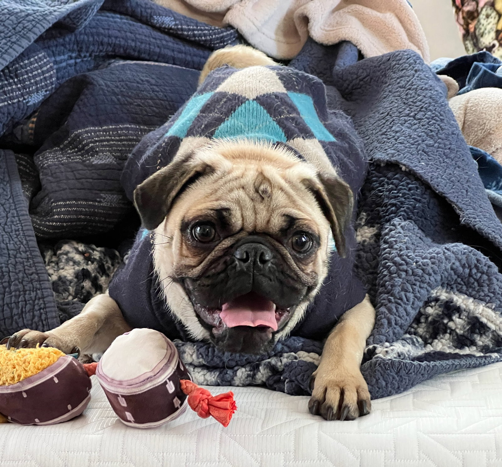 Simply Sweet Scarlet ~ Petite Pug