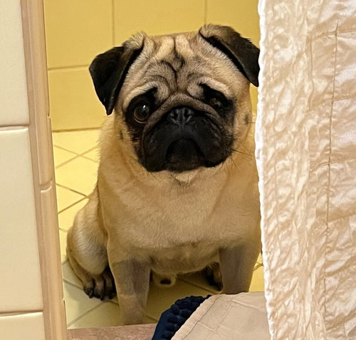 picture of the dog needing adoption
