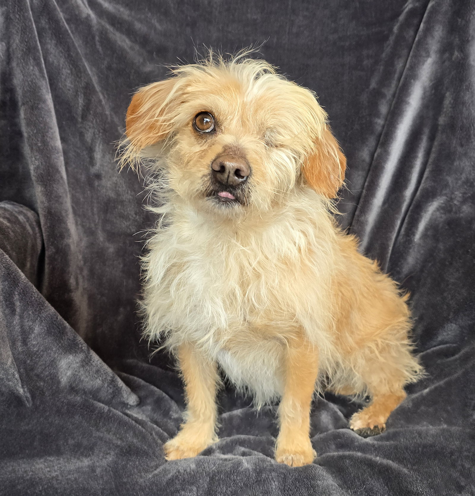 Captivating Lil Mr Capi ~ Morkie !