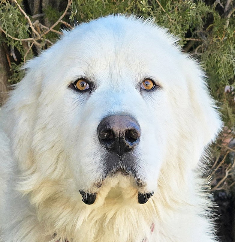 Oohlala Mr Orzo ~ House Pyr Perfection !