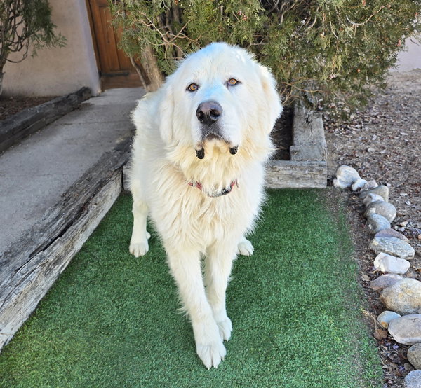 Oohlala Mr Orzo ~ House Pyr Perfection !
