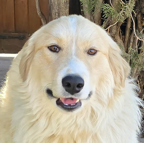 picture of the dog needing adoption