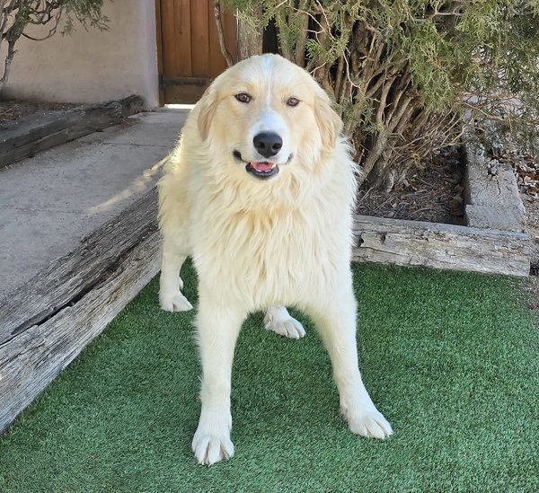 Mesmeric Ms Margo ~ Aussie Pyr !