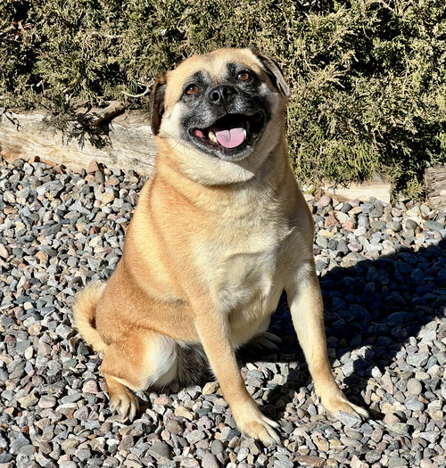 picture of the dog needing adoption