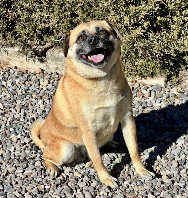 Radiant Ms Rosie ~ Sweet Puggle