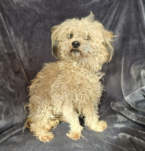 picture of the dog needing adoption