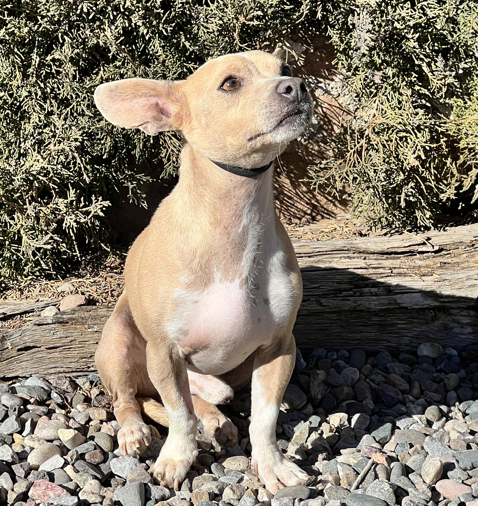 Adorable Adan Ears = DARLING ! Image