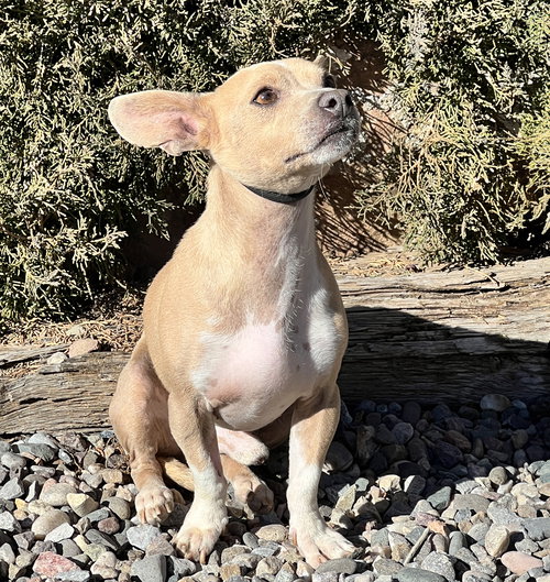 picture of the dog needing adoption