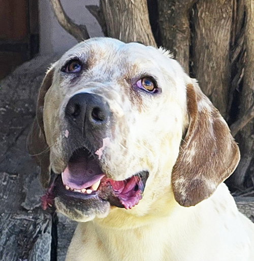 Stunning Mr S'mores = FUN !, an adoptable Basset Hound in Albuquerque, NM