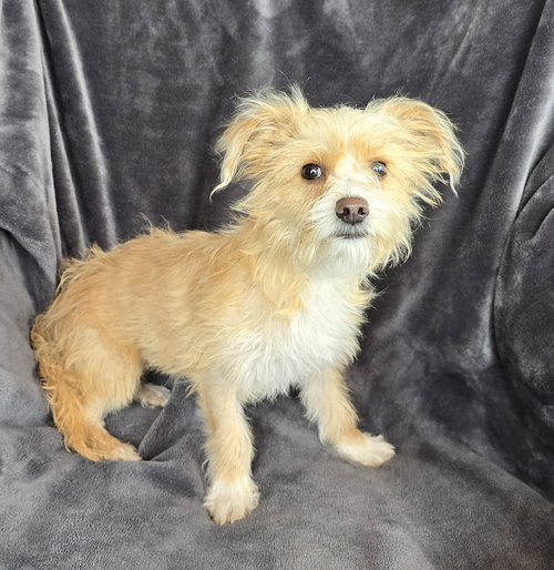 picture of the dog needing adoption