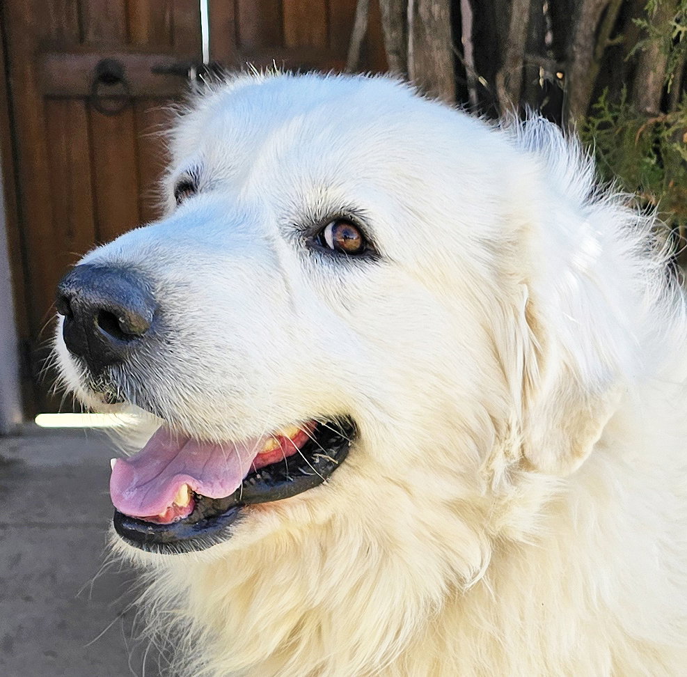 Magnificent Mr Miguel ~ GREAT Pyr !!! Image