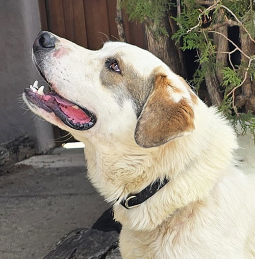 picture of the dog needing adoption