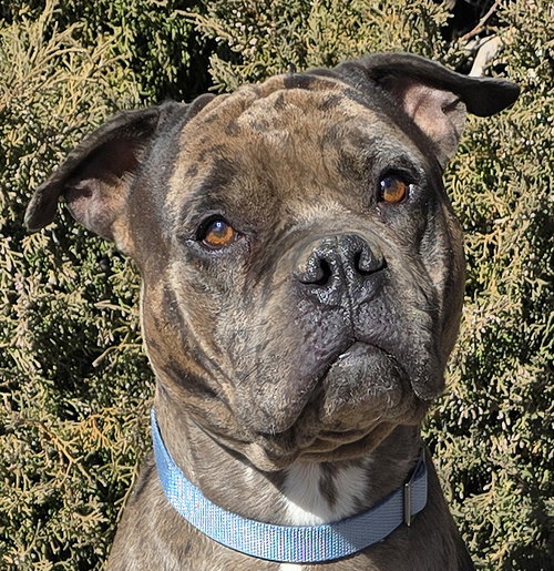 picture of the dog needing adoption