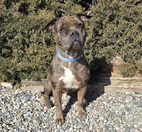 GOOD BOY Gustopher ~ Rare Merle American Bully