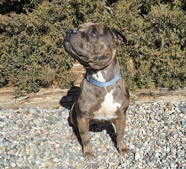 GOOD BOY Gustopher ~ Rare Merle American Bully