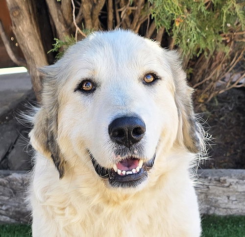 picture of the dog needing adoption
