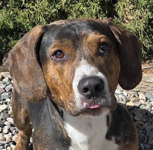 picture of the dog needing adoption