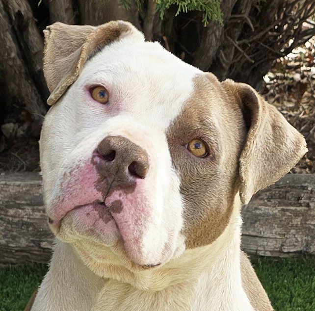 Talented Mr Troy ~ Spectacular American Bully !