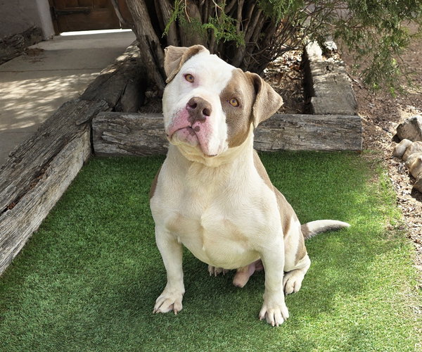 Talented Mr Troy ~ Spectacular American Bully !