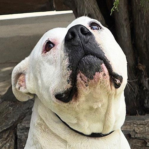 Heavenly Ms Helena ~ Lovely American Bully !