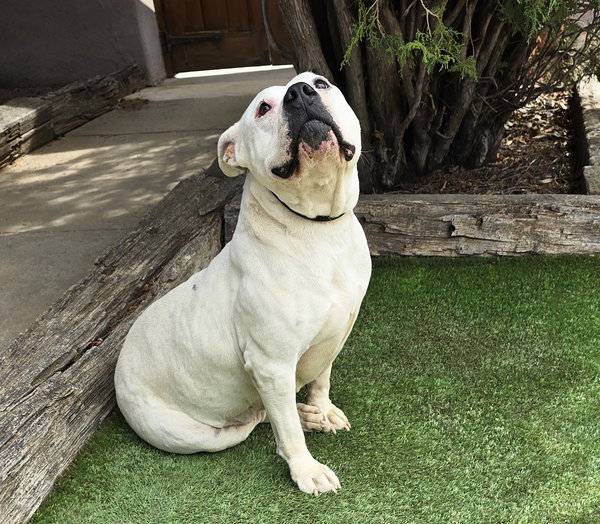 Heavenly Ms Helena ~ Lovely American Bully !