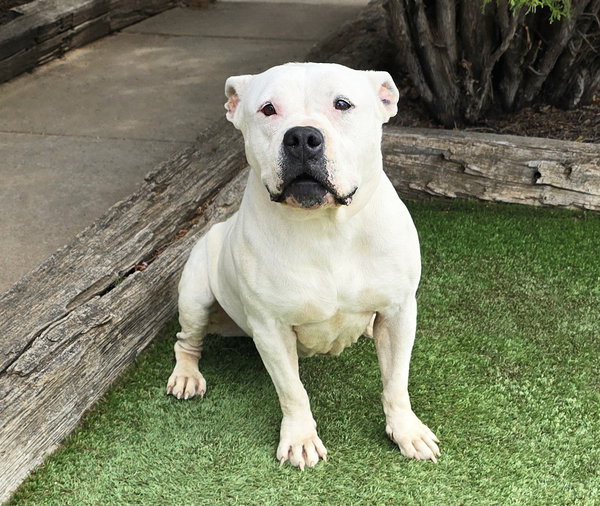 Heavenly Ms Helena ~ Lovely American Bully !