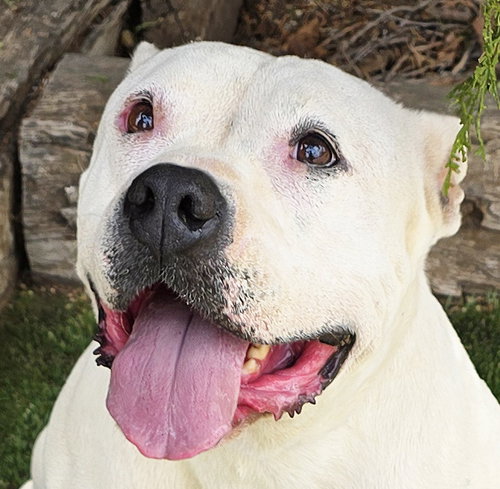 Heavenly Ms Helena ~ Lovely American Bully !, an adoptable Bulldog in Albuquerque, NM