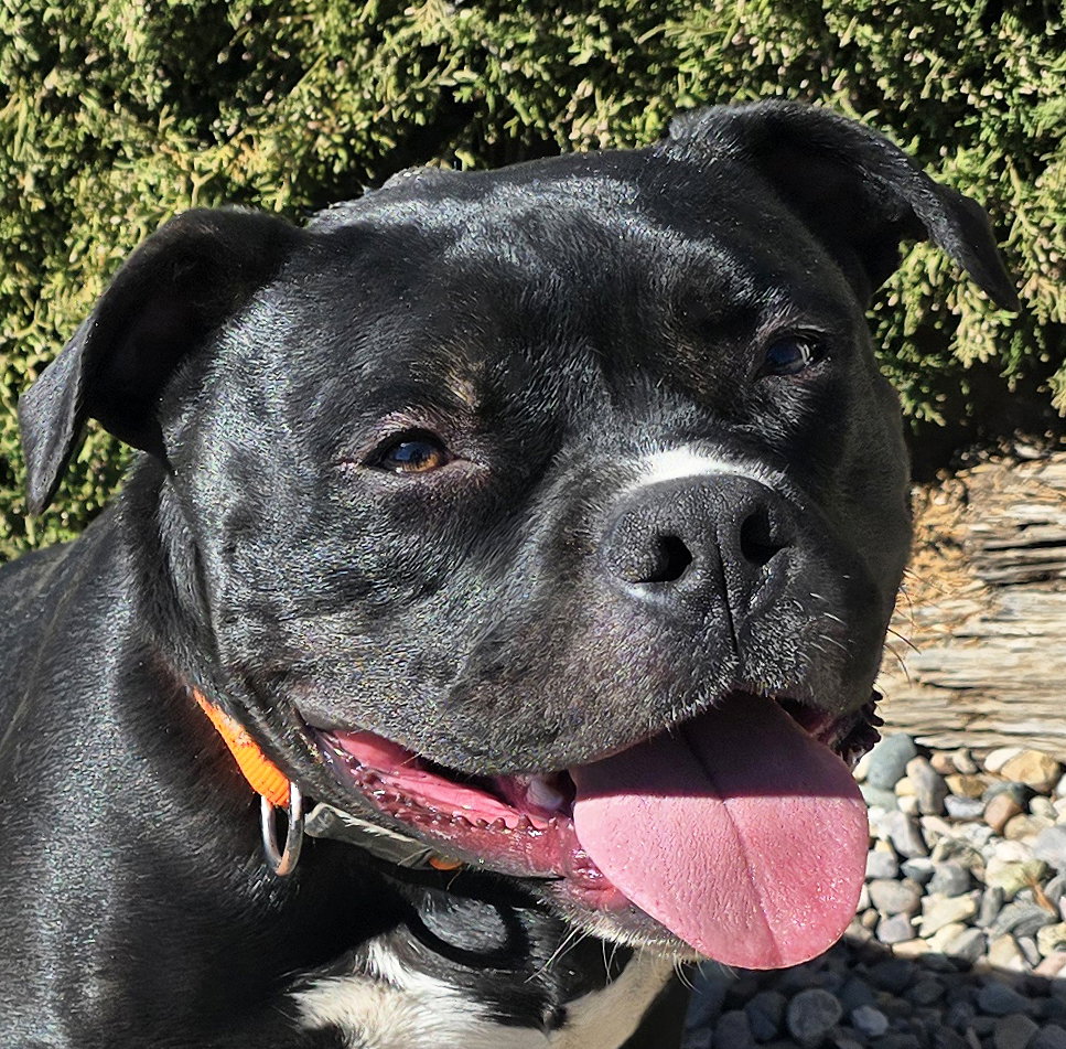 Chauncey de Charmer ~ Exquisite Pocket Bully !!!