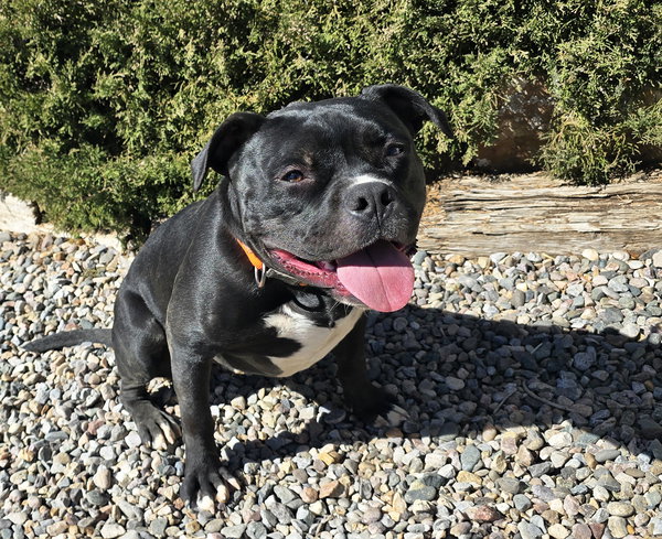 Chauncey de Charmer ~ Exquisite Pocket Bully !!!