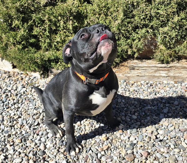 Chauncey de Charmer ~ Exquisite Pocket Bully !!!