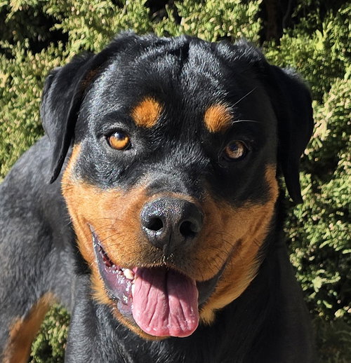 picture of the dog needing adoption